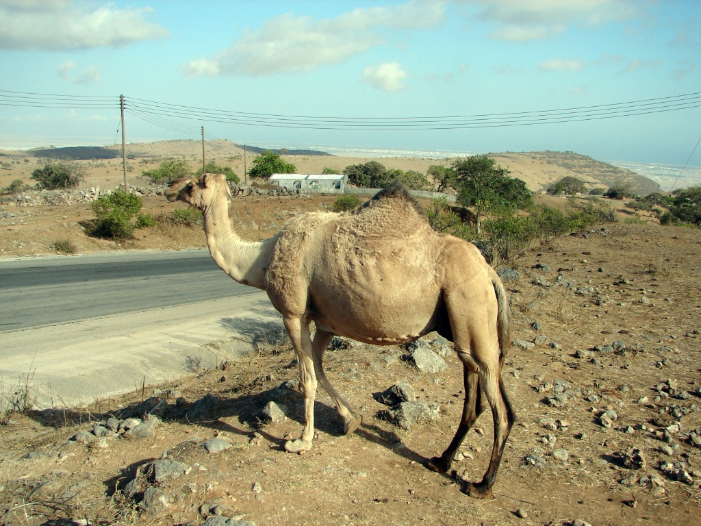 loose camel.jpg